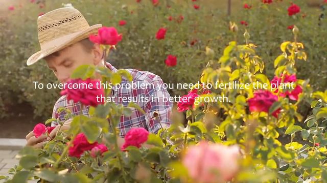 Learn How to Make Your Roses Bloom More - BONSAIPLANTSNURSERY.COM - Buy fast growing plants