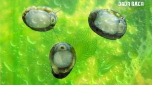 УЛИТКИ В АКВАРИУМЕ,  хорошо это  или плохо! Преимущества и недостатки содержания улиток в аквариуме!