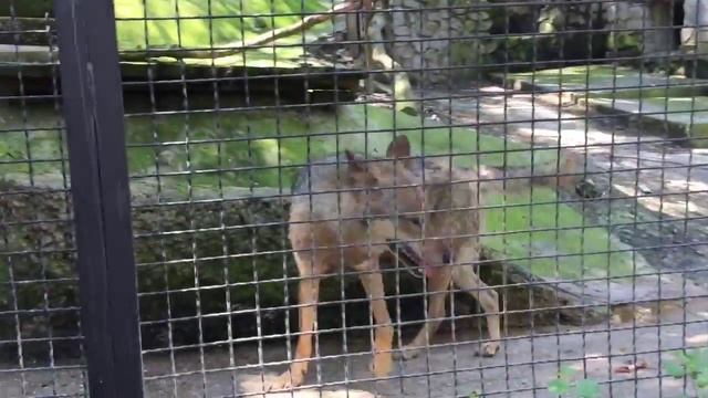 Крым Ялта Зоопарк смотреть онлайн