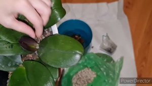 групповая посадка орхидей в лечузу, результат через время.