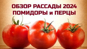 ОБЗОР РАССАДЫ ПОМИДОРОВ и ПЕРЦЕВ 2024 г.