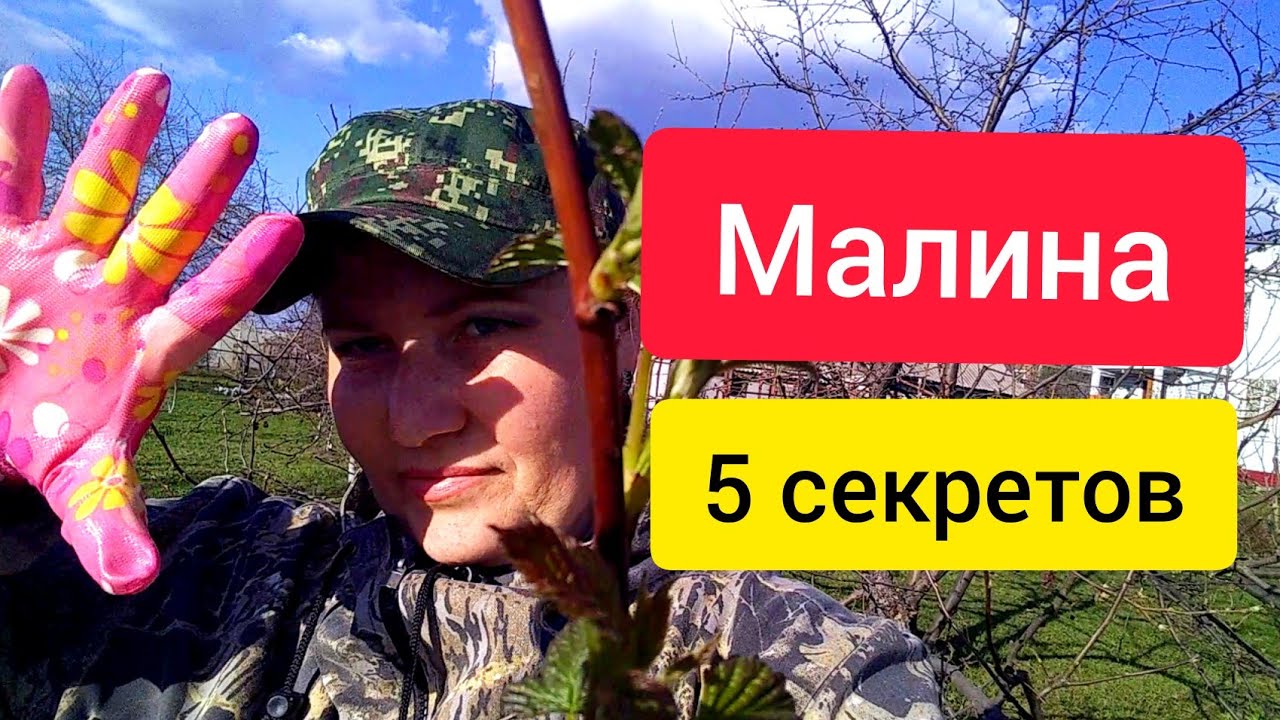 Малина / 5 секретов. Уход за малиной