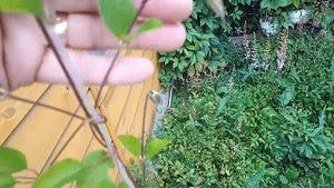 Пересаженный княжик. Как самочувствие?