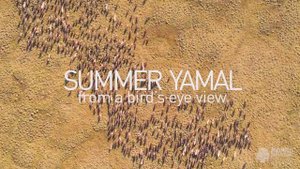 SUMMER YAMAL from a bird's eye view/ЛЕТНИЙ ЯМАЛ с высоты птичьего полета