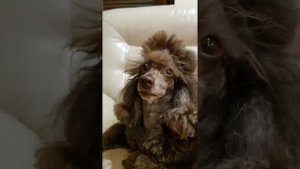 КАК ПОНЯТЬ что у собаки болит зуб?!