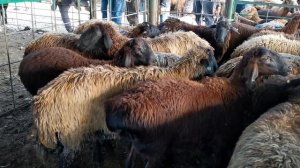 Молбозори душанбе ленский район нархи гусфандхо 2020