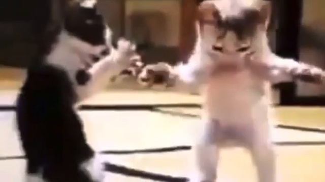 кот флексит #кот #флекс #рек #рекомендации #мем #прикол #приколы #бравл #бравлстарс #смешно #музычк смотреть онлайн