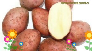 Картофель семенной Любава. Краткий обзор, описание характеристик, где купить картофель