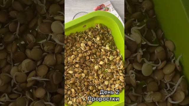 Проращиваем чечевицу на проростки и микрозелень #пп #healthy #зож