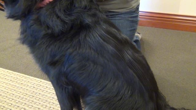 Safari® Double Row Undercoat Rake смотреть онлайн