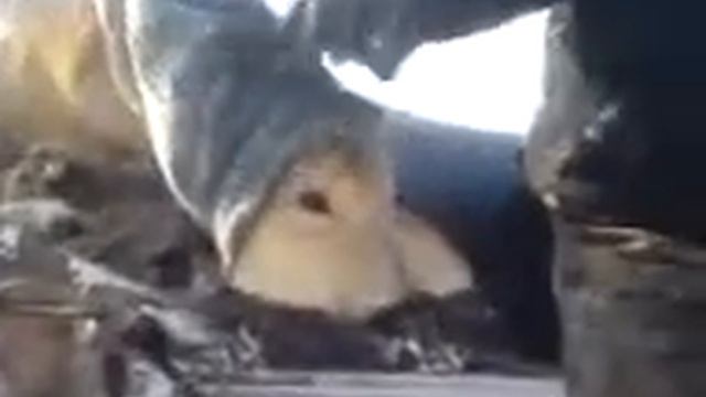 Косуля по кличке Гоша))) на волю! смотреть онлайн