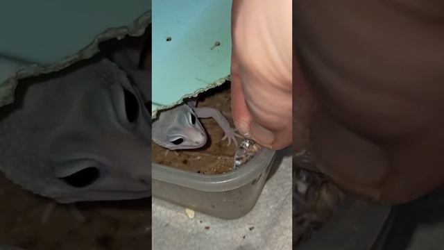 Кормление эублефара Зефирки.