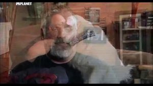 Порода собак Американский эскимосский шпиц