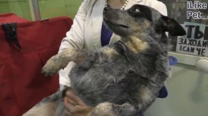 6 популярных вопросов про чумку у собак