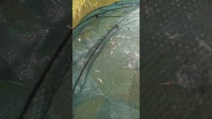 Креветки с Курчатовского Водохранилища, Г. Курска