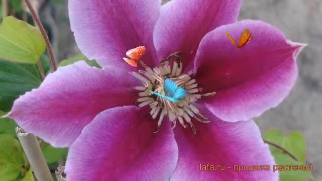 Клематис крупноцветковый Доктор Раппел ? обзор: как сажать, саженцы клематиса Доктор Раппел смотреть онлайн