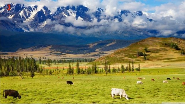 ТОП 5 странных традиций и обычаев Казахстана. смотреть онлайн