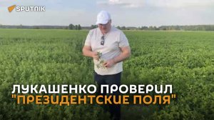 Лукашенко оценил качество посевов на «президентских полях»
