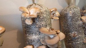 Вешанка К-17 (конец 1 волны)