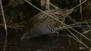 Водяной пастушок - Rallus aquaticus.mp4