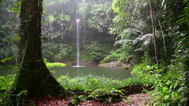 Relax 3 Minutes - Rainforest Animals, Waterfall and Rain Sounds смотреть онлайн