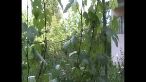 Обработка и подкормка винограда перед цветением