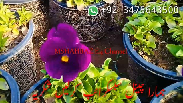 visit beautiful nursery Ranunculus asiaticus flowering plant and fruit plant. смотреть онлайн