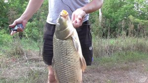 Сазан на 4кг. Ловля на донки р.Дон Август (31.08.2021)