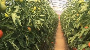 Томат Бодерін. Середина жовтня