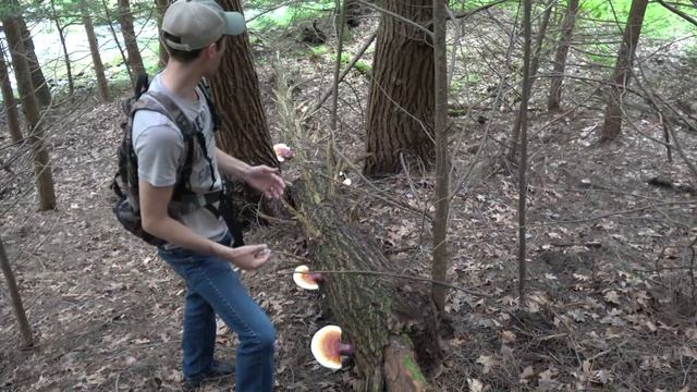 Reishi Mushroom aka Hemlock Varnish Cap Ganoderma tsugae How to Identify Harvest & Cook смотреть онлайн