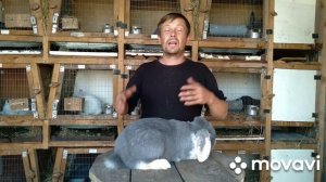 Закрепление окрасов у кроликов. Заблуждение кролиководов.