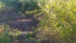 Средство от сорняков Раундап (гербицид). Тестирование.