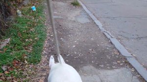 Снап Бультерьер - Встретили собак, с которыми подрался! 😬