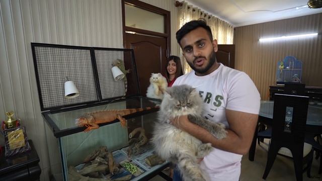 These Iguanas,Cats and Dogs are Best Friends?? смотреть онлайн