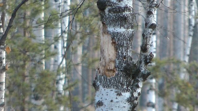 Большой черный дятел Желна колотит березу смотреть онлайн