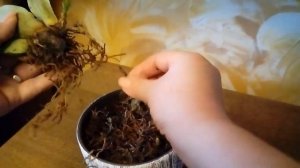 Орхидея МИЛЬТОНИЯ. Трудности в уходе.