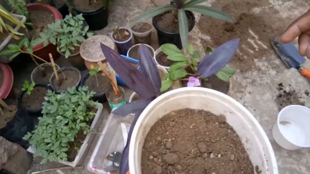 Purple Heart смотреть онлайн