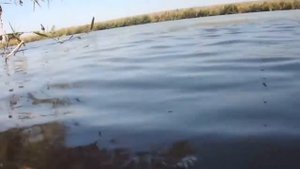рыбалка ловля карпа на 10 кг   fishing carp 10 kg