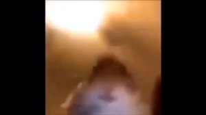 Хомяк смотрит в камеру 1 час потряси скорей смартфон