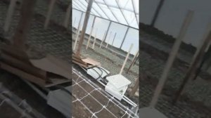 Выращивание эустомы в Краснодаре