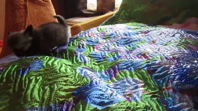 Соболиный щенок чихуахуа В ПРОДАЖЕ-4 смотреть онлайн