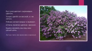 СКАЗКА О СИРЕНИ.   ПОСЛЕДНЯЯ  КРАСКА  ВЕСНЫ