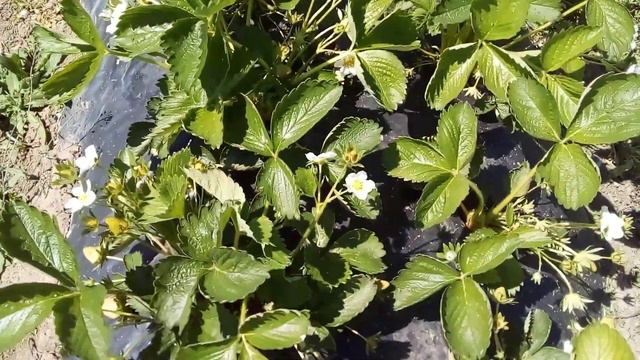 Корова 🐄 бегает по клубнике! как же я это люблю! цветение клубники,зеленая ягода, кормим калием! смотреть онлайн