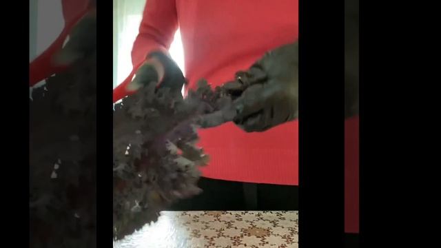 Капуста листовая Кале источник белка и Омега-3 заготовка витаминов на зиму. Мясо для вегетарианцев смотреть онлайн