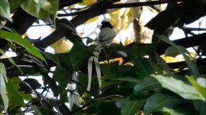 Nikon coolpix L840 Zooming - Bird capture nature view2