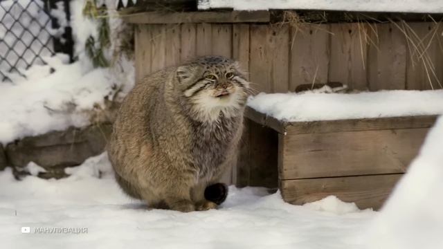 Случаи, Когда Животных Атаковали Неизвестные Существа смотреть онлайн