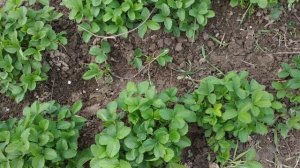 Листовой клещ на клубнике.Признаки поражения.Меры в борьбы