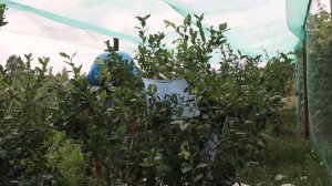 Сколько ягод можно собрать с куста голубики / часть 2