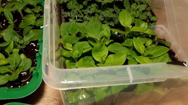 ЧЕРЕНКИ ПЕТУНИИ УКОРЕНИЛИСЬ 100%. ПОСЕВЫ БАЛЬЗАМИНА КУСТОВОГО ПОКАЗАЛИ СВОИ ВСХОДЫ. смотреть онлайн