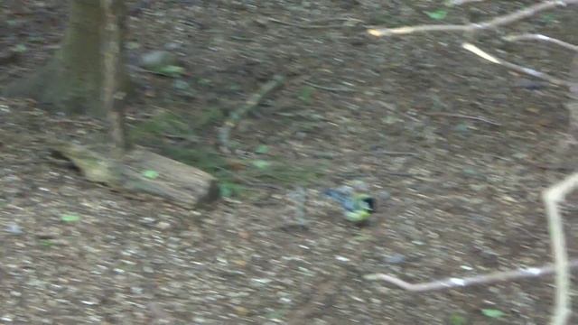 Friendly squirrel and bird at the Seurasaari Open-Air Museum смотреть онлайн